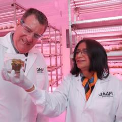 Queensland science makes the avocado production bottleneck toast