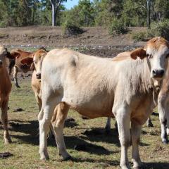 cows in a paddock
