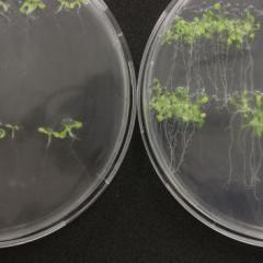 Arabidopsis seedlings on microscope plates. Image: The University of Queensland.