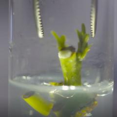 Workshop on plant cryobiotechnology 