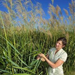 Helping plants to fight the food war 