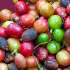 Most coffee species at risk of extinction due to climate change, scientists warn