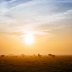 Cattle sires of the tropical north reveal their genetic secrets 
