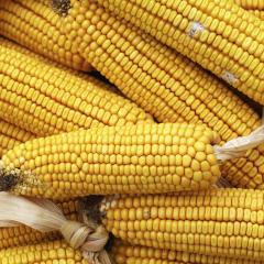 Drought-proofing maize