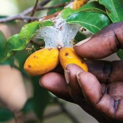 Native Foods: Gulkula is a growing success