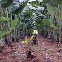 Preventing a viral banana pandemic