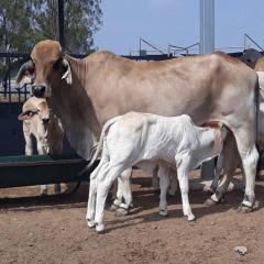 Good feed, good milk, good calving: research hones in on cow fertility