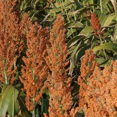 Sorghum-field-in-Queensland