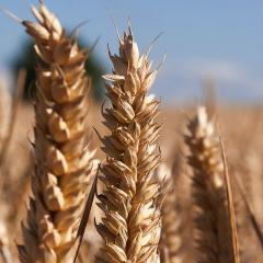Wheat