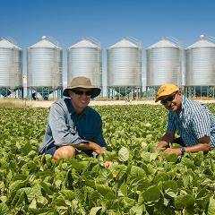 researcher and farmer in a mungbean field 