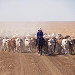 mustering cattle