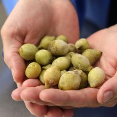 Australian Government funding boost for Kakadu plums