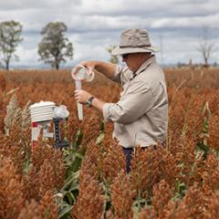 How sorghum became Queensland's top crop