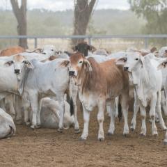 Cracking the genetic code for complex traits in cattle