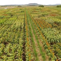 Sorghum Row Spacing For Weed Management
