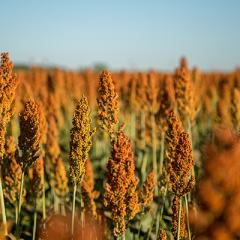Sorghum research heats up