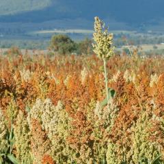 Sorghum in field at Coopers Plains 