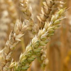 National Wheat Crop Outlook