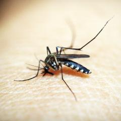 UQ Zika detection breakthrough a potential lifesaver