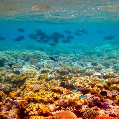 Nitrate-busting technology tipped to reduce fertiliser levels running into Great Barrier Reef
