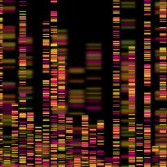 New breeding technology draws on genomics, paddock realities and computer power