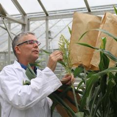 QLD research makes breakthrough in boosting sorghum protein content