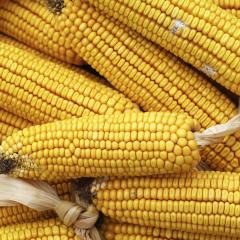 Maize Research Highlights Yield Increase Potential
