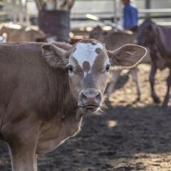 Beefing up against cattle disease