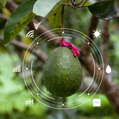 Researchers dish up digital avocado