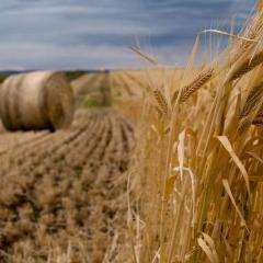 Genes Found For Increased Flour Yield