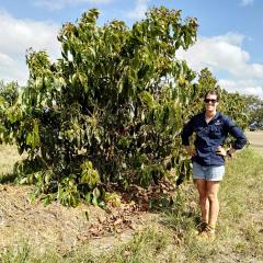 Avocado research trial targets high yields