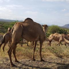 An Ethiopian Road Trip: Camels, Coffee, Monkeys and Sorghum