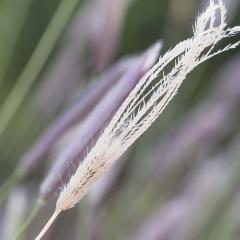 Feathertop Rhodes (FTR) grass demands attention to stop seed set