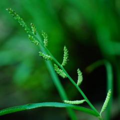 Jungle rice (Echinochloa colona) (C) Feedipedia