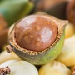 Disease management lifts macadamia industry confidence