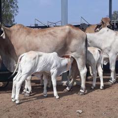 Improving cow fertility and reducing cow and calf losses in the north