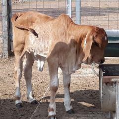 Influence of nutrition on milk delivery to new-born calves