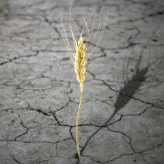 Genetic remix may deliver new all-climate wheat 