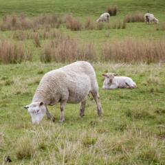 Genomics drives discovery of low-emission sheep