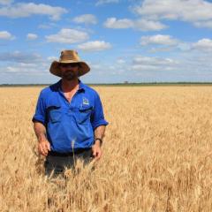 Feed wheat first priority for major expansion of northern grain crops 