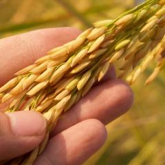 Scientists closer to enhancing dietary fibre properties in wheat