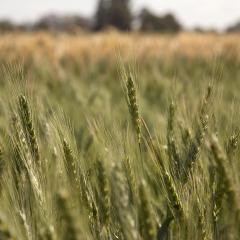 National wheat yield forecast predicts spatially variable season