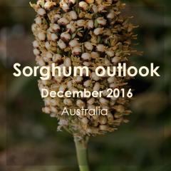 Regional Sorghum Outlook December 2016 (Australia)