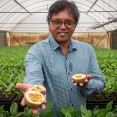 Dr Mobashwer Alam standing in a greenhouse holding a passionfruit, Image: Megan Pope