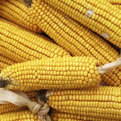 Drought-proofing maize