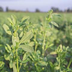 Potential exotic virus threats to lucerne seed production in Australia
