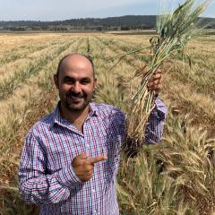 Dr Samir Alahmad, discovered the two genes while investigating traits that durum wheat uses to survive in water-limited conditions.