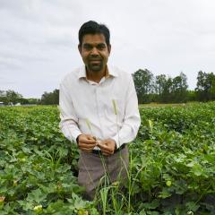 The University of Queensland's Professor Bhagirath Chauhan is part of a program assessing mungbean crops to control summer weeds.