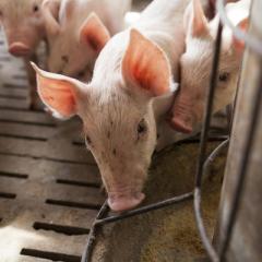 How to make antimicrobials in pig feed redundant, naturally