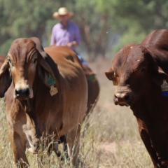 Bull power for performance, production and profit of Australian beef herds